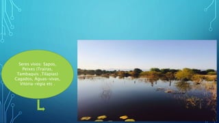 Seres vivos: Sapos,
Peixes (Traíras,
Tambaquis ,Tilapias)
Cagados, Águas-vivas,
Vitória-régia etc .
 