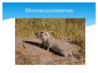 Microecossistemas
 