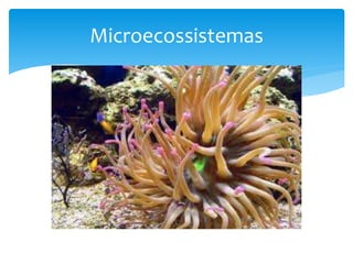 Microecossistemas
 