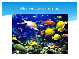 Microecossistemas
 