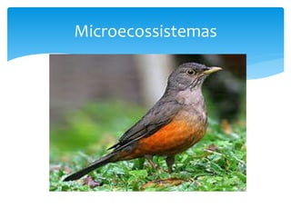 Microecossistemas
 