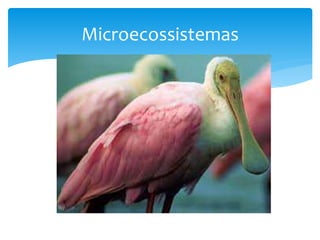 Microecossistemas
 