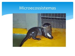 Microecossistemas
 