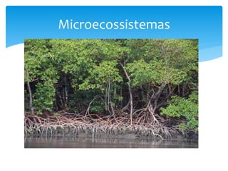 Microecossistemas
 