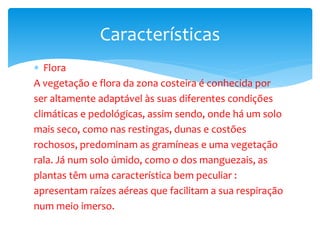  Flora
A vegetação e flora da zona costeira é conhecida por
ser altamente adaptável às suas diferentes condições
climáticas e pedológicas, assim sendo, onde há um solo
mais seco, como nas restingas, dunas e costões
rochosos, predominam as gramíneas e uma vegetação
rala. Já num solo úmido, como o dos manguezais, as
plantas têm uma característica bem peculiar :
apresentam raízes aéreas que facilitam a sua respiração
num meio imerso.
Características
 