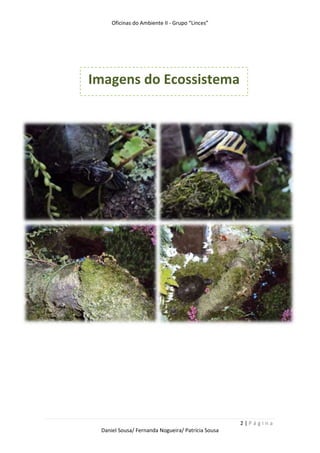 Ecossistema