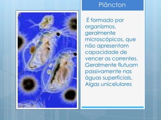 Plâncton

É formado por
organismos,
geralmente
microscópicos, que
não apresentam
capacidade de
vencer as correntes.
Geralmente flutuam
passivamente nas
águas superficiais.
Algas unicelulares
 