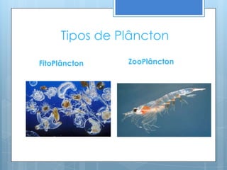Tipos de Plâncton

FitoPlâncton   ZooPlâncton
 