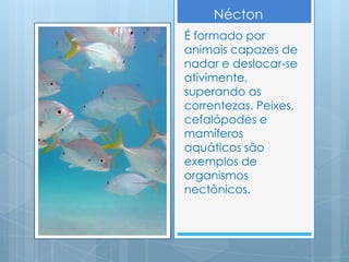 Nécton
É formado por
animais capazes de
nadar e deslocar-se
ativimente,
superando as
correntezas. Peixes,
cefalópodes e
mamíferos
aquáticos são
exemplos de
organismos
nectônicos.
 