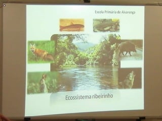 Ecossistema ribeirinho