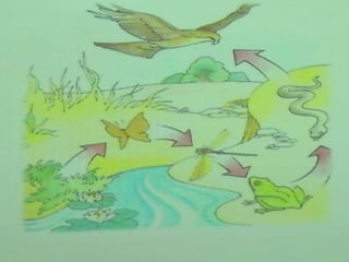 Ecossistema ribeirinho