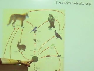 Ecossistema ribeirinho