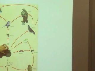 Ecossistema ribeirinho