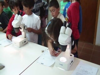 Ecossistema ribeirinho