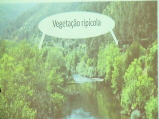 Ecossistema ribeirinho