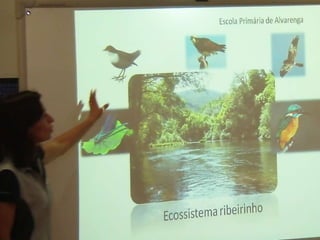 Ecossistema ribeirinho