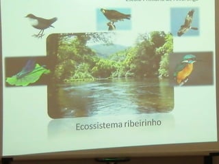 Ecossistema ribeirinho