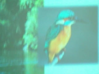 Ecossistema ribeirinho