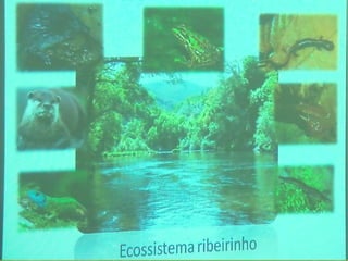 Ecossistema ribeirinho