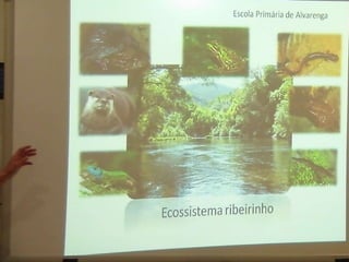 Ecossistema ribeirinho