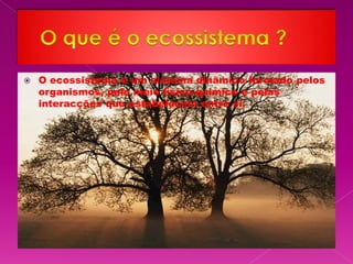    O ecossistema é um sistema dinâmico formado pelos
    organismos, pelo meio físico-químico e pelas
    interacções que estabelecem entre si.
 