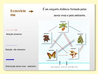 Ecossistema É um conjunto dinâmico formado pelos seres vivos e pelo ambiente.  Relação alimentar Relação  não alimentar Interacção seres vivos - ambiente 