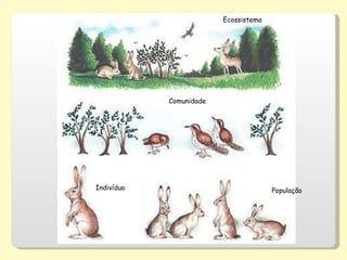 Indivíduo População Comunidade Ecossistema 