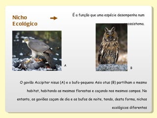 Nicho Ecológico É a função que uma espécie desempenha num ecossistema. A B O gavião Accipiter nisus (A) e o bufo-pequeno Asio otus (B) partilham o mesmo habitat, habitando as mesmas florestas e caçando nos mesmos campos. No entanto, os gaviões caçam de dia e os bufos de noite, tendo, desta forma, nichos ecológicos diferentes 