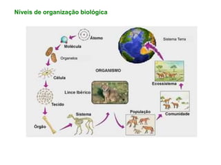 Níveis de organização biológica
Organelos
Sistema Terra
 