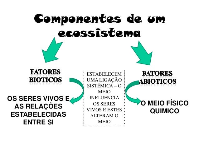 A Composição De Um Ecossistema – RCAD