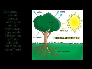 O produtor
são as
plantas
verdes, os
únicos
seres vivos
capazes de
fabricar seu
próprio
alimento
por meio da
fotossíntese
.
 