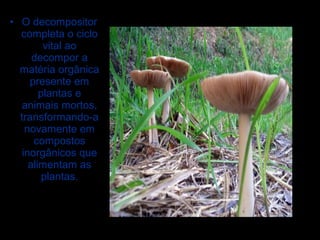 • O decompositor
completa o ciclo
vital ao
decompor a
matéria orgânica
presente em
plantas e
animais mortos,
transformando-a
novamente em
compostos
inorgânicos que
alimentam as
plantas.
 