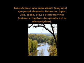 Ecossistema é uma comunidade (conjunto)
que possui elementos físicos (ar, água,
solo, rocha, etc.) e elementos vivos
(animais e vegetais, dos grandes até os
microscópicos).
 