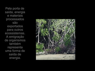 Pela porta de
saída, energia
e materiais
processados
são
exportados
para outros
ecossistemas.
A emigração
de organismos
também
representa
uma forma de
saída de
energia.
 