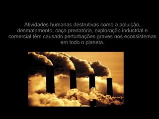 Atividades humanas destrutivas como a poluição,
desmatamento, caça predatória, exploração industrial e
comercial têm causado perturbações graves nos ecossistemas
em todo o planeta.
 