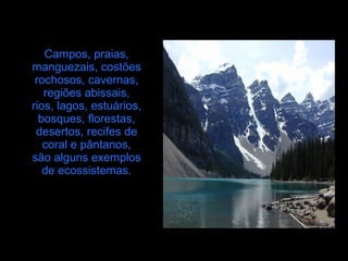 Campos, praias,
manguezais, costões
rochosos, cavernas,
regiões abissais,
rios, lagos, estuários,
bosques, florestas,
desertos, recifes de
coral e pântanos,
são alguns exemplos
de ecossistemas.
 