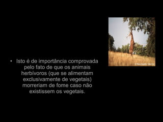 • Isto é de importância comprovada
pelo fato de que os animais
herbívoros (que se alimentam
exclusivamente de vegetais)
morreriam de fome caso não
existissem os vegetais.
 