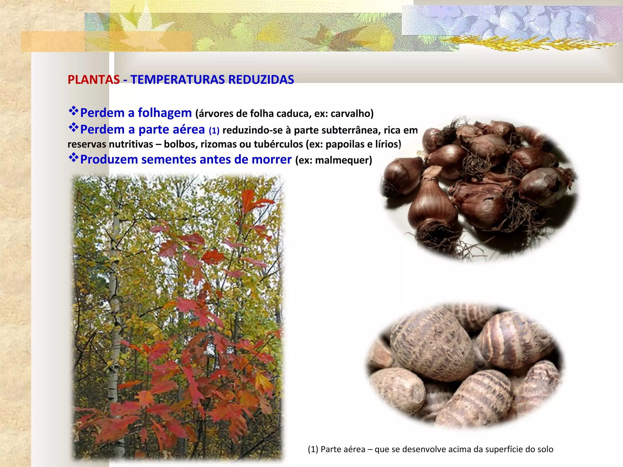 PLANTAS - TEMPERATURAS REDUZIDAS

Perdem a folhagem (árvores de folha caduca, ex: carvalho)
Perdem a parte aérea (1) reduzindo-se à parte subterrânea, rica em
reservas nutritivas – bolbos, rizomas ou tubérculos (ex: papoilas e lírios)
Produzem sementes antes de morrer (ex: malmequer)




                                                     (1) Parte aérea – que se desenvolve acima da superfície do solo
 