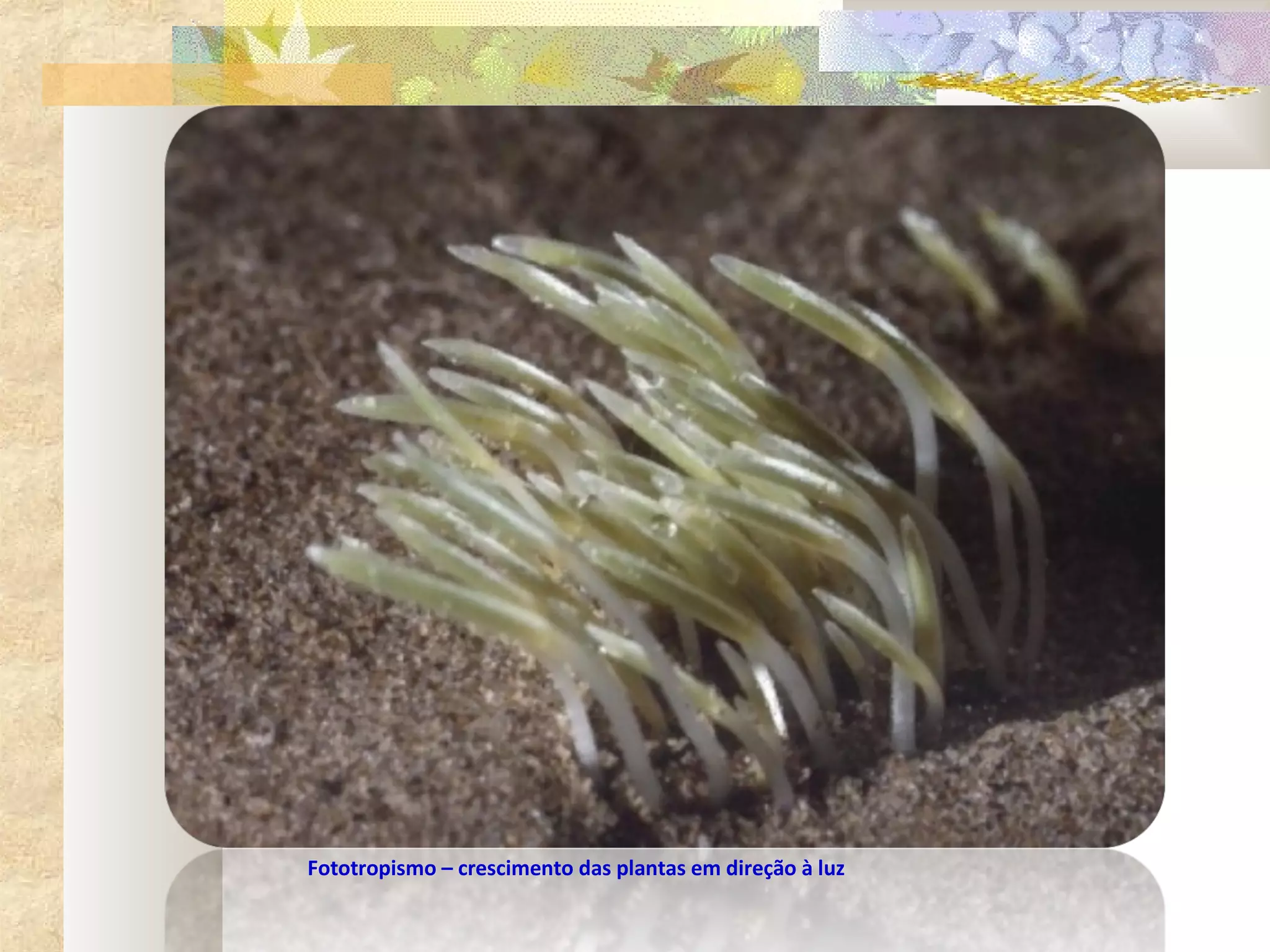 Fototropismo – crescimento das plantas em direção à luz
 