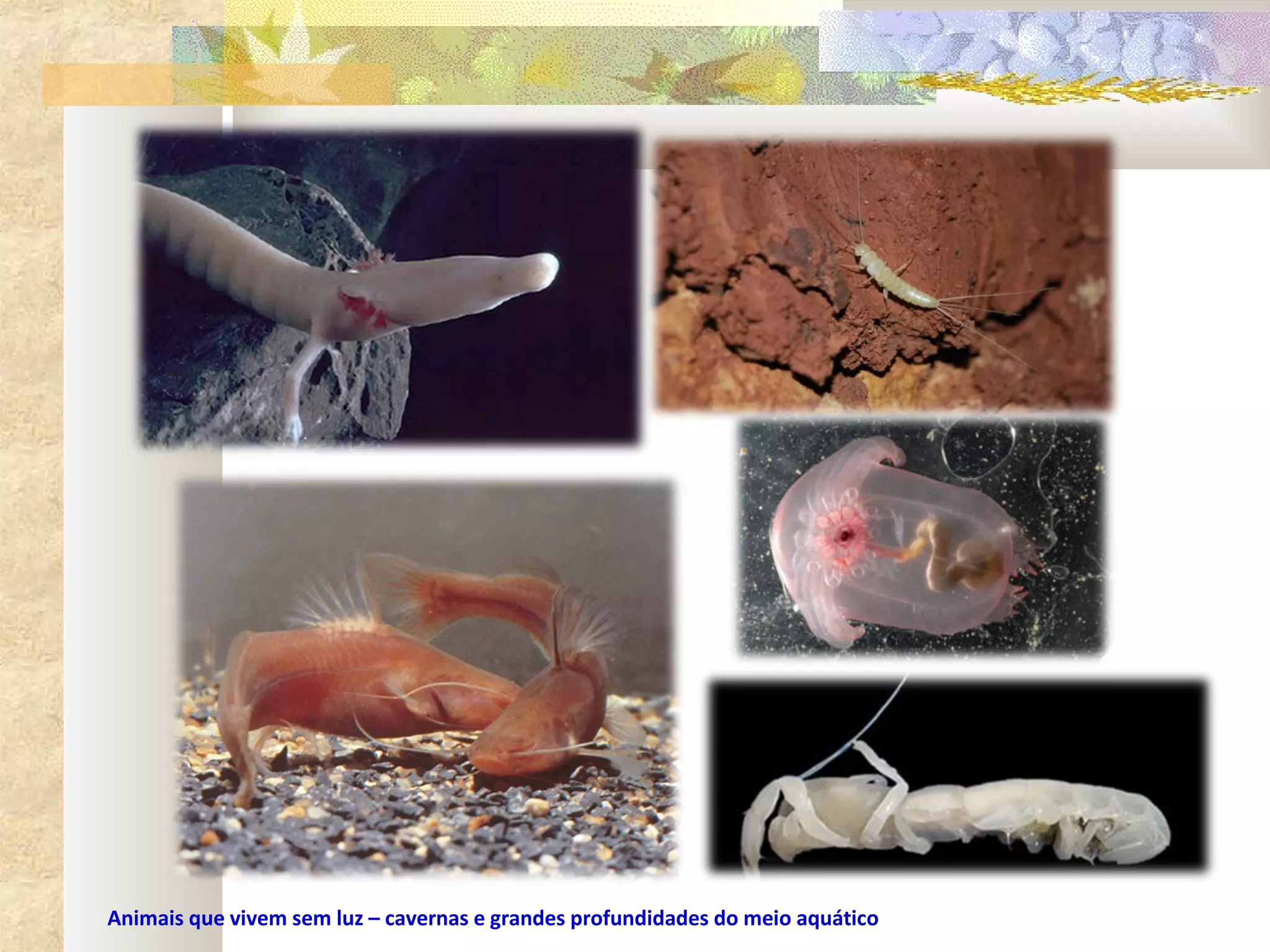 Animais que vivem sem luz – cavernas e grandes profundidades do meio aquático
 