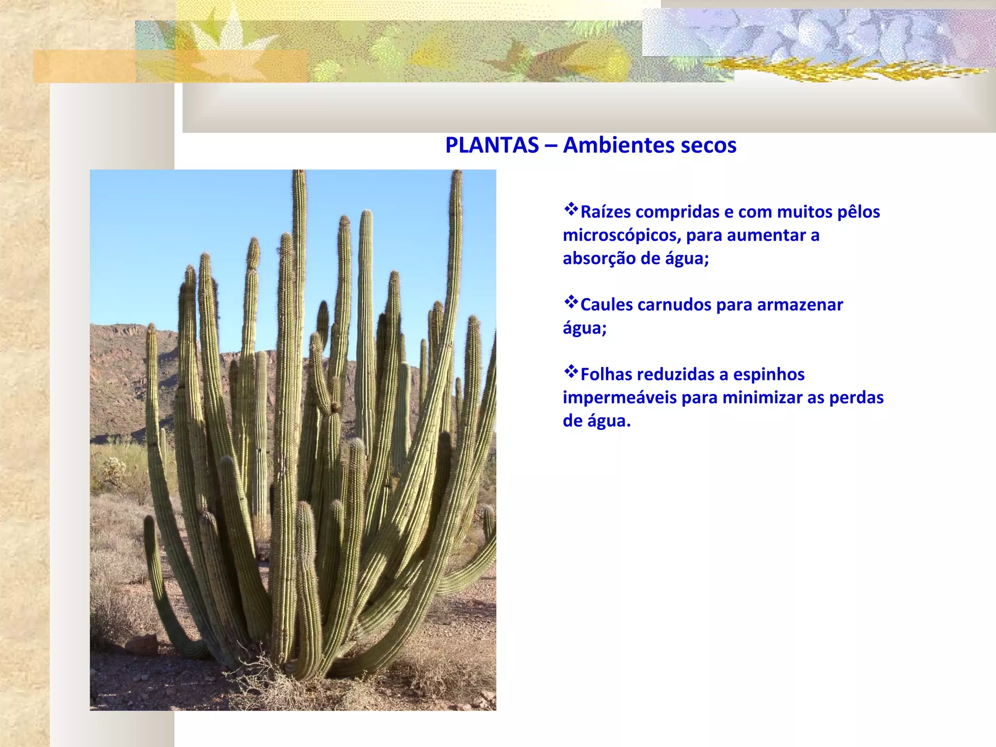 PLANTAS – Ambientes secos

          Raízes compridas e com muitos pêlos
          microscópicos, para aumentar a
          absorção de água;

          Caules carnudos para armazenar
          água;

          Folhas reduzidas a espinhos
          impermeáveis para minimizar as perdas
          de água.
 