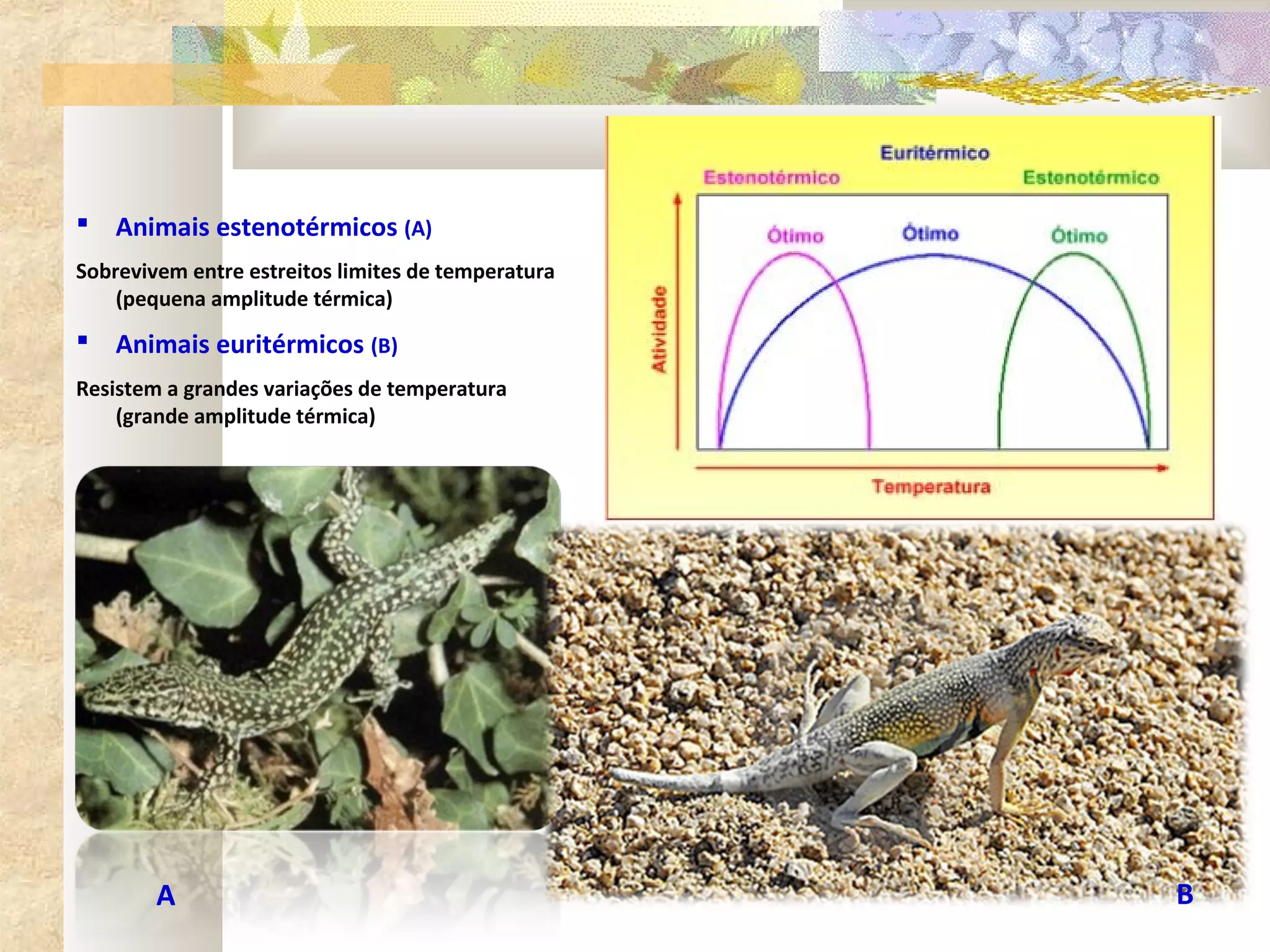  Animais estenotérmicos (A)
Sobrevivem entre estreitos limites de temperatura
    (pequena amplitude térmica)
 Animais euritérmicos (B)
Resistem a grandes variações de temperatura
    (grande amplitude térmica)




        A                                           B
 