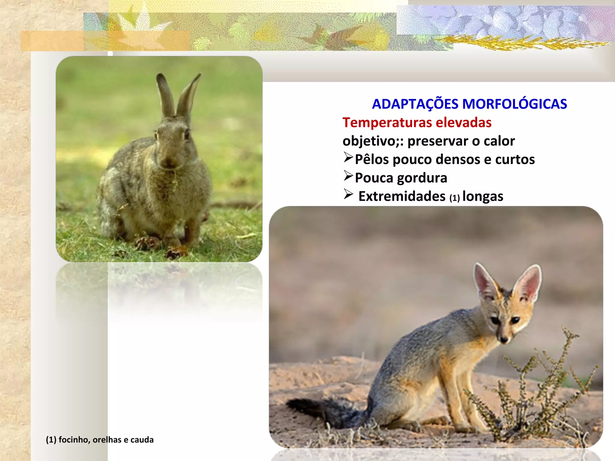 ADAPTAÇÕES MORFOLÓGICAS
                               Temperaturas elevadas
                               objetivo;: preservar o calor
                               Pêlos pouco densos e curtos
                               Pouca gordura
                                Extremidades (1) longas




(1) focinho, orelhas e cauda
 