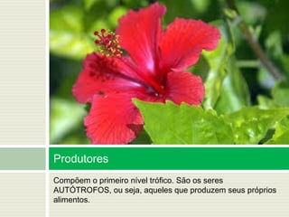 Compõem o primeiro nível trófico. São os seres
AUTÓTROFOS, ou seja, aqueles que produzem seus próprios
alimentos.
Produtores
 