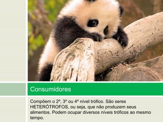 Compõem o 2º, 3º ou 4º nível trófico. São seres
HETERÓTROFOS, ou seja, que não produzem seus
alimentos. Podem ocupar diversos níveis tróficos ao mesmo
tempo.
Consumidores
 