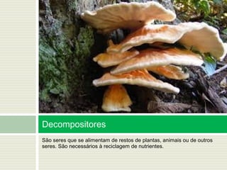 São seres que se alimentam de restos de plantas, animais ou de outros
seres. São necessários à reciclagem de nutrientes.
Decompositores
 