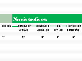 PRODUTOR CONSUMIDOR CONSUMIDOR CONS. CONSUMIDOR
PRIMÁRIO SECUNDÁRIO TERCIÁRIO QUATERNÁRIO
Níveis tróficos:
1º 2º 3º 4º 5º
 
