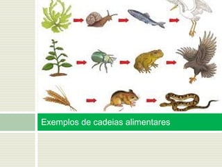 Exemplos de cadeias alimentares
 