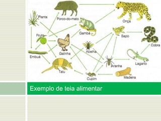 Exemplo de teia alimentar
 