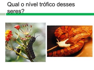 Qual o nível trófico desses
seres?
 